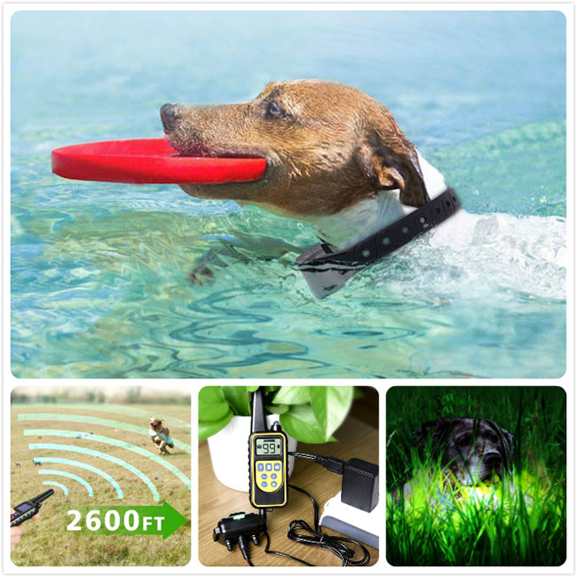 Collier dressage chien imperméable et rechargeable 800m Anti Aboiement