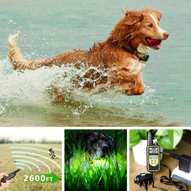 Collier dressage chien imperméable et rechargeable 800m Anti Aboiement pour 2 chiens